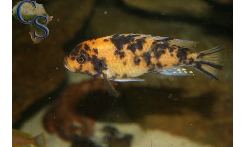 Metriaclima estherae OB